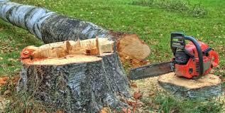 Trusted Cinco Ranch, TX Tree Care Experts