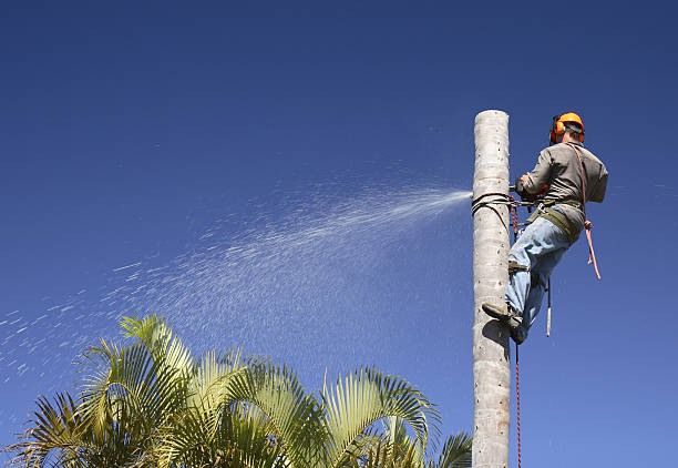 Best Root Management and Removal  in Cinco Ranch, TX