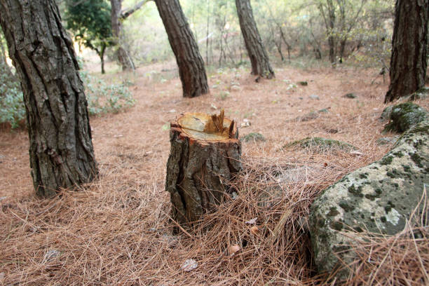 Best Tree Removal  in Cinco Ranch, TX