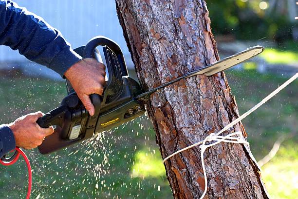 Best Tree Removal  in Cinco Ranch, TX